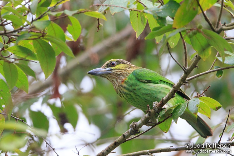 Green-eared Barbet, Kaeng Krachan National Park, Phetchaburi, Thailand